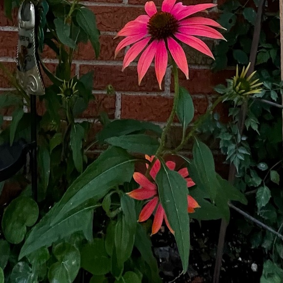 Meet your Posher, Leslie?s - Picture 1 of 1